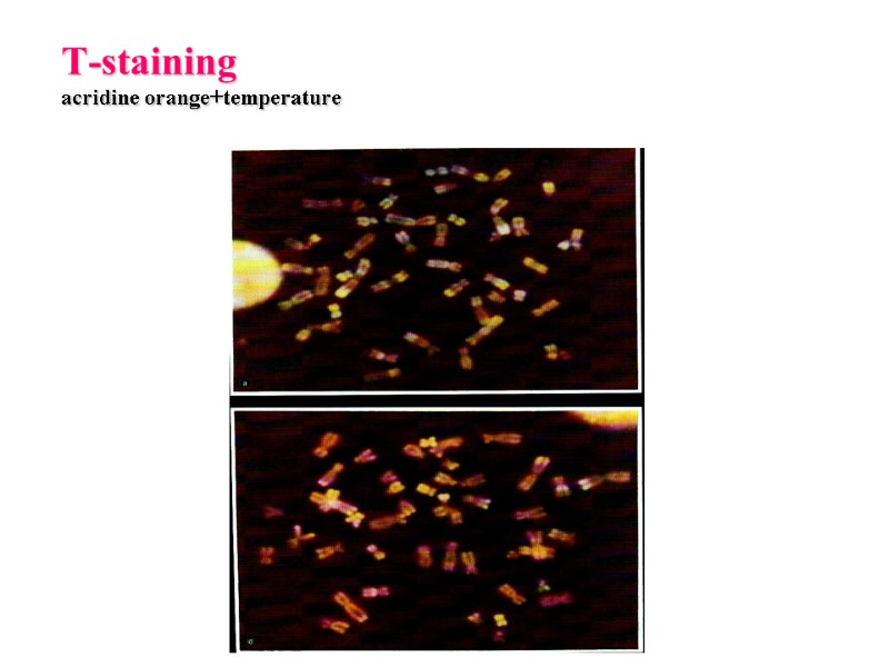 Т-staining acridine orange+temperature